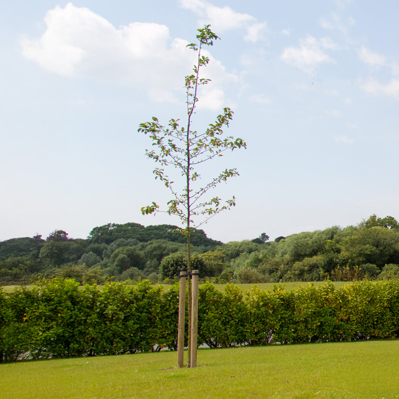 Maldon Fields Crematorium